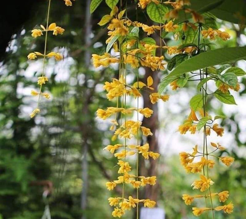 Giâm cành lan hoàng dương bằng cành bánh tẻ, chăm sóc đúng kỹ thuật để cây nhanh ra rễ và phát triển khỏe mạnh.