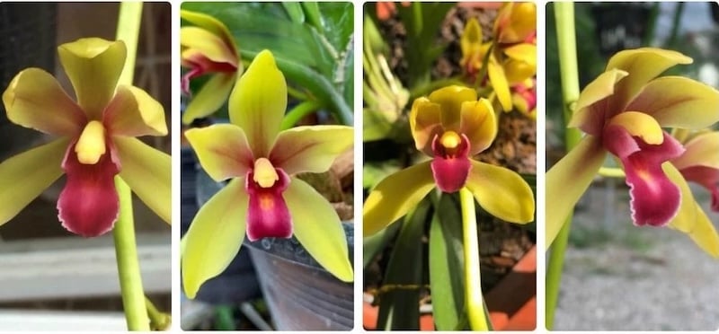 Hoa lan kiếm thường có màu sắc rực rỡ và hương thơm nhẹ nhàng