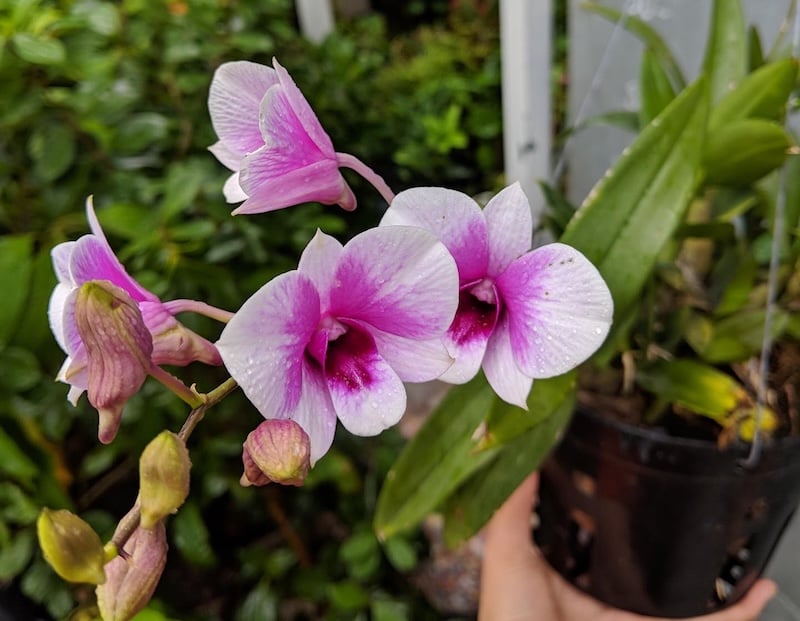 Hoa Lan Dendro Yaya Mini