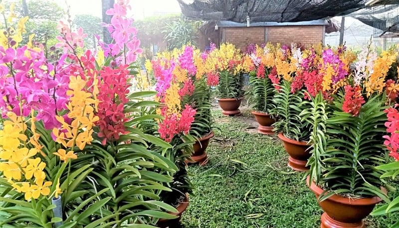 Hoa lan Mokara - Giống lan đa màu sắc và có giá trị kinh tế cao