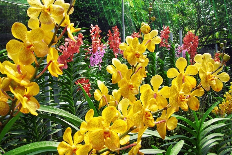 Mokara là giống lan lai từ ba giống Arachnis, Ascoentrum và Vanda