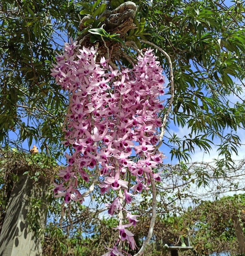Hoa lan phi điệp tím