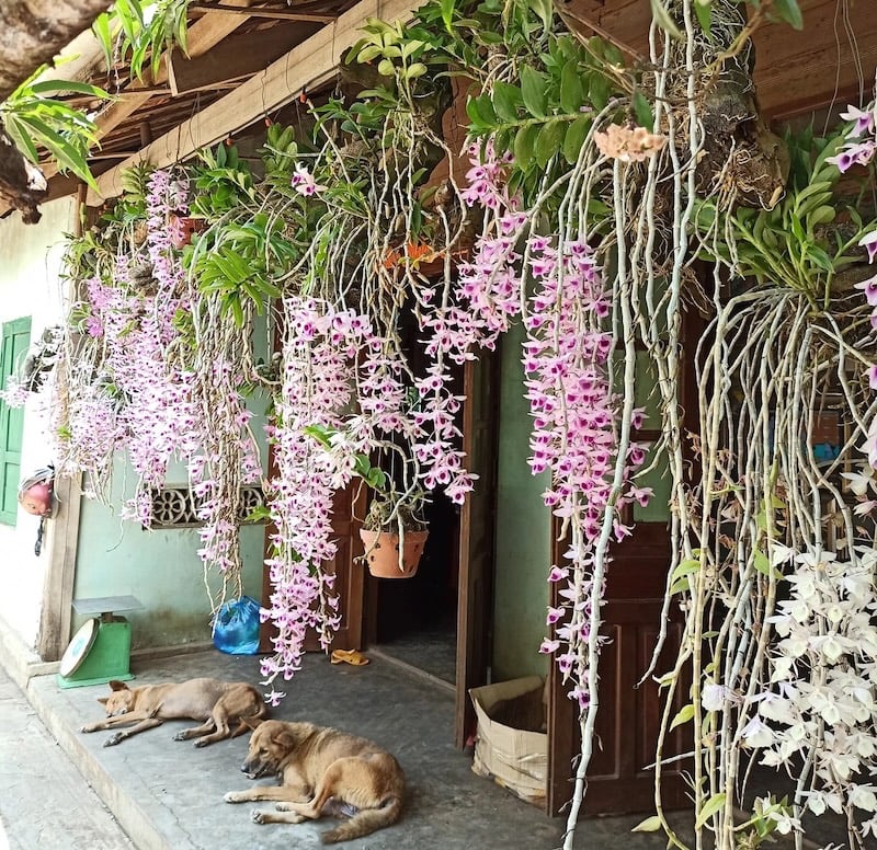 Giò lan rừng Phi điệp tím