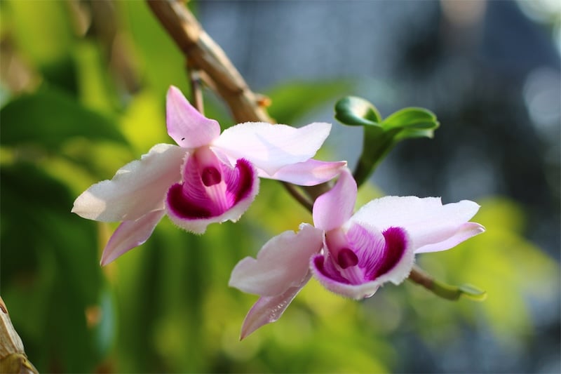 Cách cắt nước cho lan phi điệp ra hoa