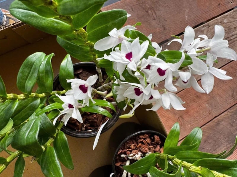 Phân trùn quế dạng viên nén chậm tan (chuyên dùng cho lan) hoặc loại tan nhanh