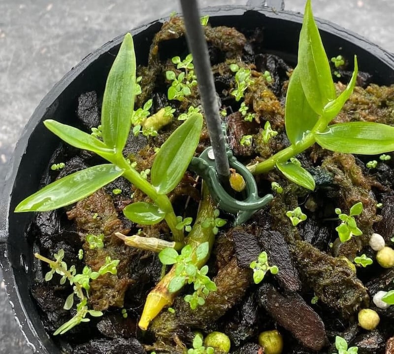 Hướng dẫn chi tiết các bước nhân giống hoa lan phi điệp bằng phương pháp ươm kie từ thân già