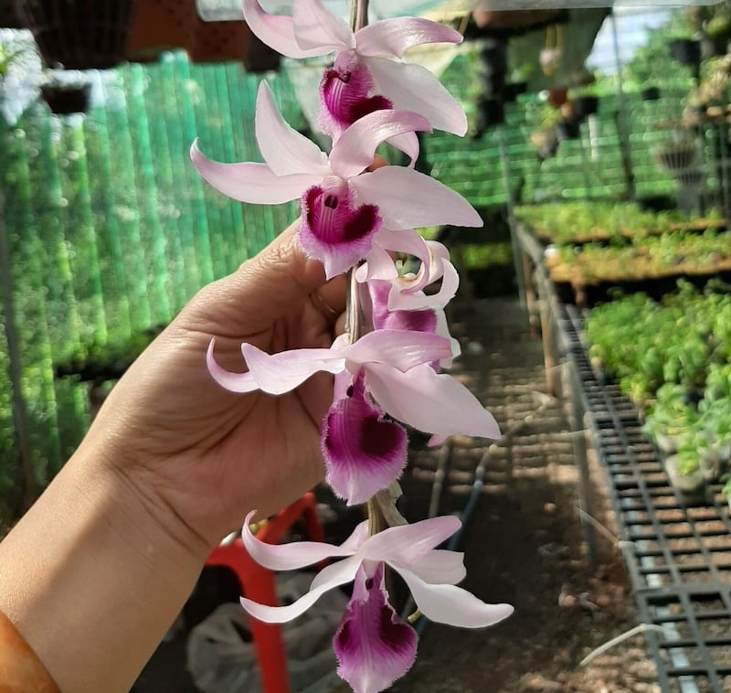 Phân loại hoa lan phi điệp theo màu sắc, vùng miền và đặc điểm cấu tạo hoa