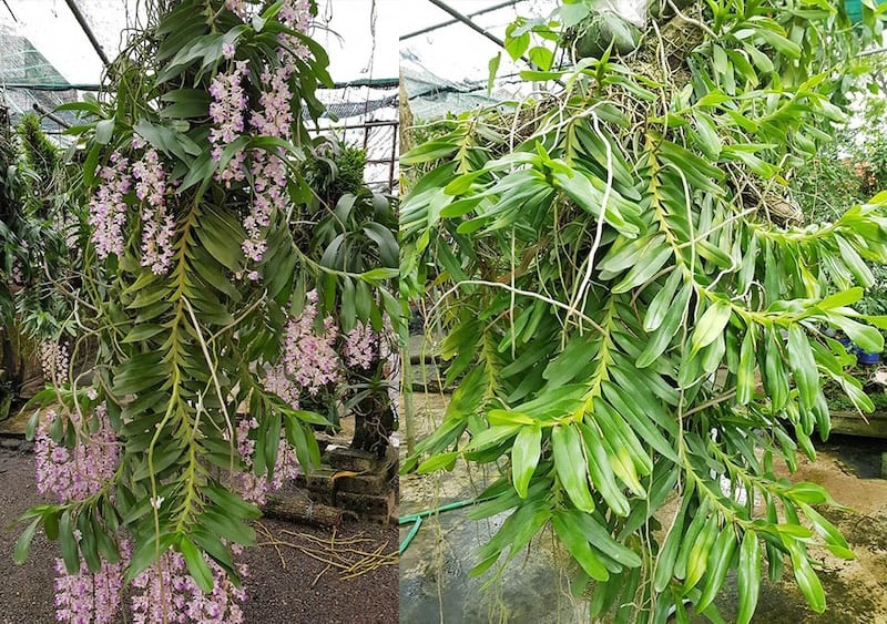 Cung cấp đủ nước cho hoa lan Tam Bảo Sắc, đặc biệt quan trọng vào mùa khô hanh.