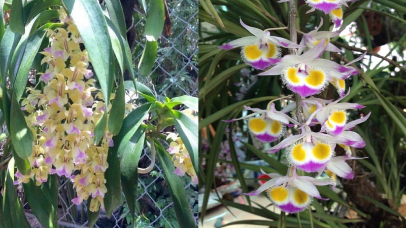 Hoa lan Hoàng Thảo Tam Bảo Sắc (Dendrobium findlayanum) với sự phối màu ấn tượng, một loài thuộc chi Dendrobium.