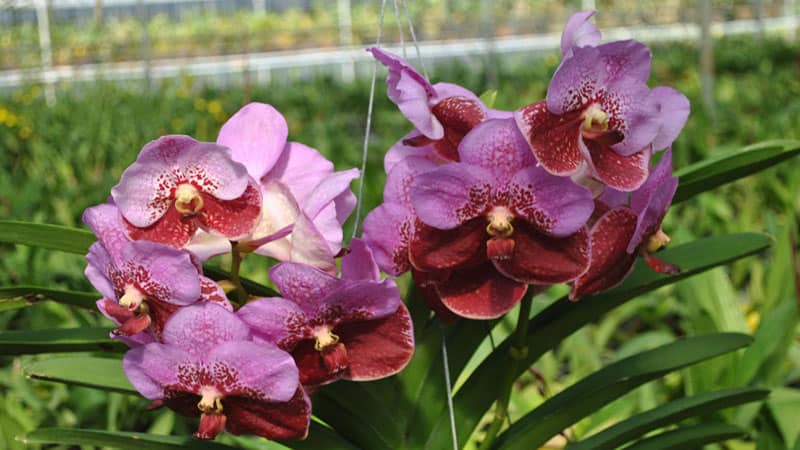 Cần chuẩn bị cây giống lan Vanda khỏe mạnh