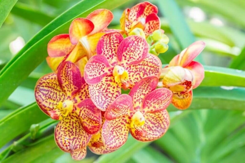 Hoa lan Vanda phổ biến ở Đông Nam Á và Việt Nam, đặc biệt phát triển mạnh mẽ ở các vùng khí hậu mát mẻ như Đà Lạt.