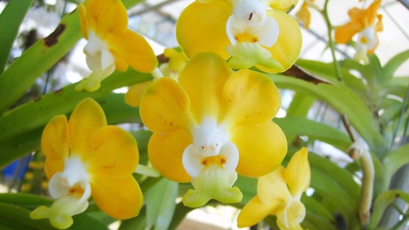 Mặt hoa Vanda Denisoniana