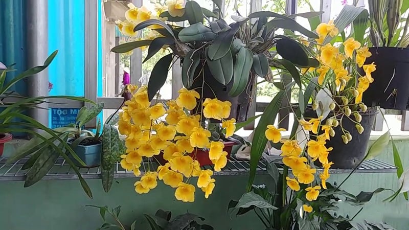 Nhiệt độ không phù hợp là nguyên nhân phổ biến khiến lan không ra hoa
