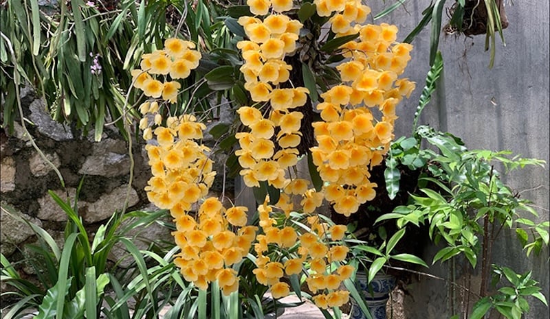 Điều kiện ánh sáng, nhiệt độ và độ ẩm lý tưởng cho sự phát triển của hoa lan vảy rồng