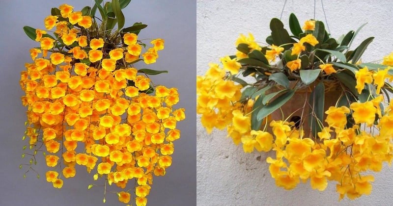 Lan vảy rồng cam (Dendrobium lindleyi var. orange)
