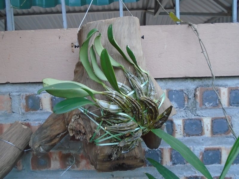 Hoa lan vảy rồng ghép gỗ