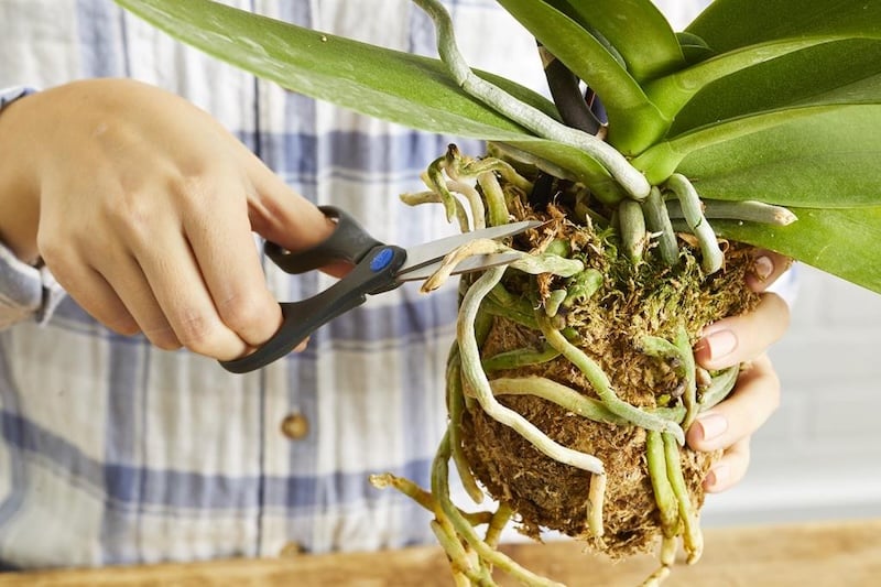 Biện pháp phòng trừ hiệu quả bệnh trên hoa lan vảy rồng để cây ra hoa rực rỡ