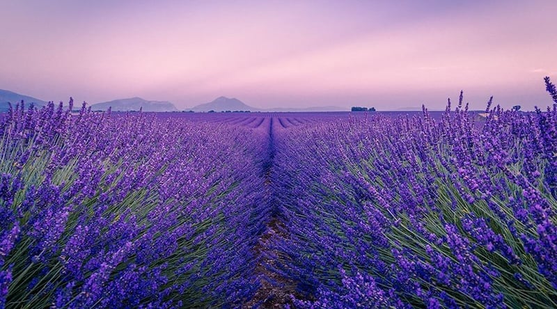 Ý nghĩa hoa lavender biểu tượng cho sự tinh khiết, duyên dáng, nhẹ nhàng và tận tâm