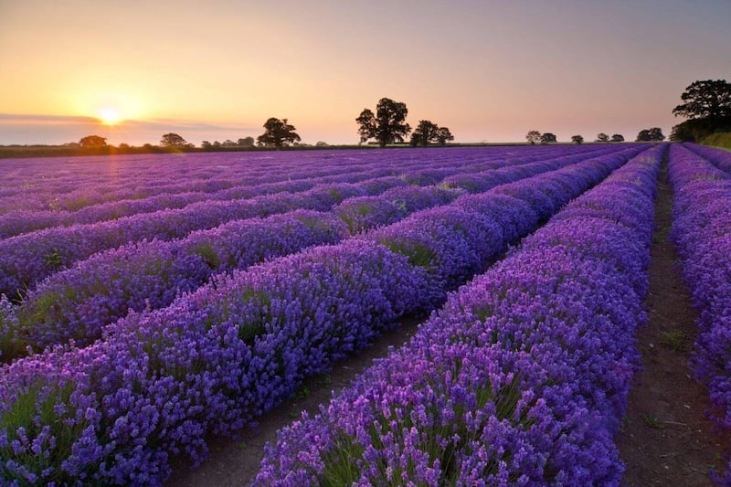 Cánh đồng hoa lavender ở Đà Lạt