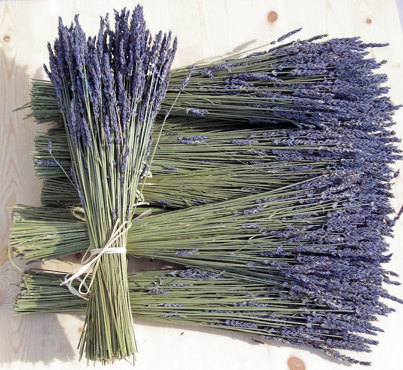 Ý nghĩa đặc biệt của hoa lavender khô trong tình yêu thủy chung vĩnh cửu