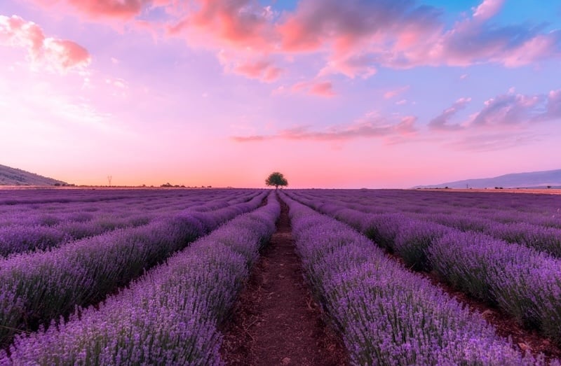 Cánh đồng hoa lavender màu tím tuyệt đẹp