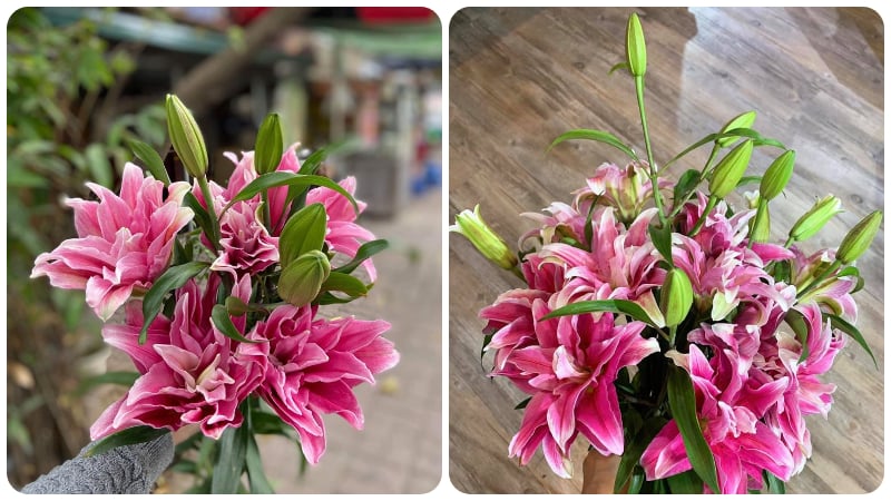 Khám phá đặc điểm nổi bật của hoa ly kép (Roselily) không có phấn hoa