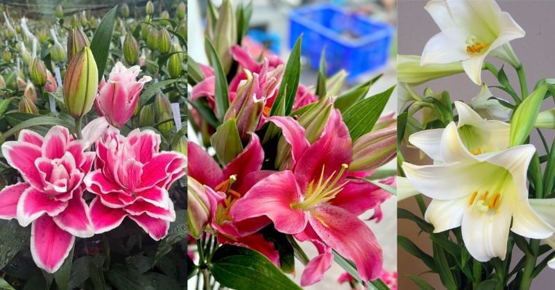 Cách phân biệt chi tiết giữa hoa ly kép, hoa ly đơn và hoa loa kèn