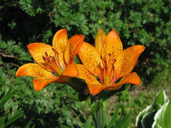 Hoa ly hổ màu cam - vẻ đẹp đại diện cho sự mạnh mẽ và sức sống tiềm tàng.