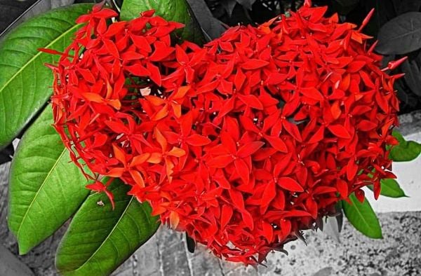 Hoa mẫu đơn Việt Nam