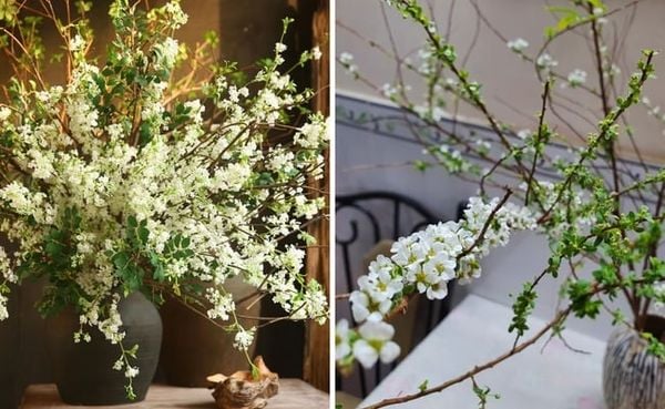 Hoa tuyết mai chưng tết đẹp