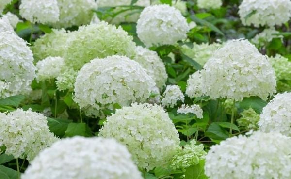 Hoa cẩm tú cầu trắng đại diện cho sự chân thành