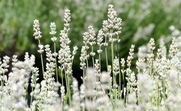 Hoa lavender trắng nhẹ nhàng và tinh tế