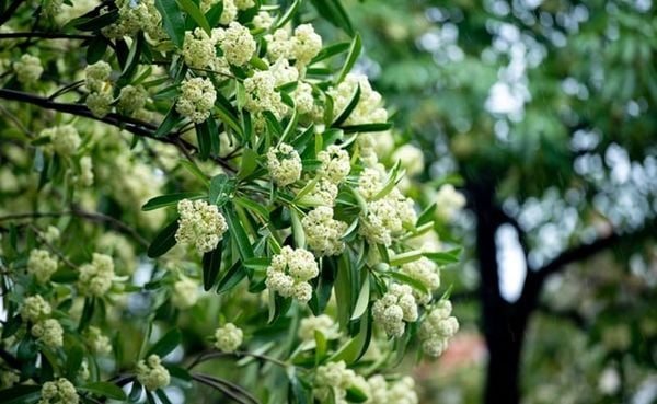 Nồng nàn hương hoa sữa Hà Nội