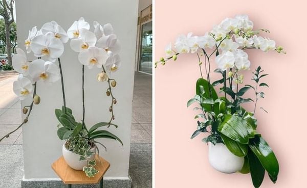 Chậu lan hồ điệp trắng đột biến sang trọng