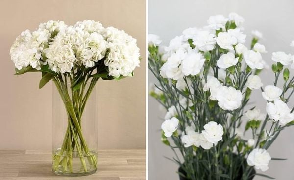 Hoa cẩm chướng - Loài hoa màu trắng thể hiện lòng kính trọng