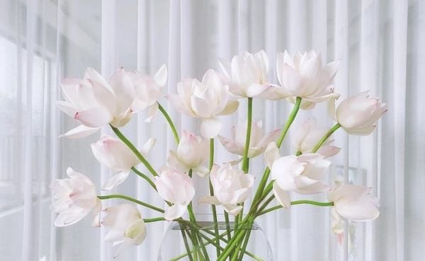 Hoa sen trắng tượng trưng cho sự thuần khiết