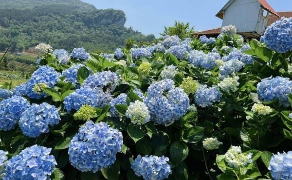 Cánh đồng hoa cẩm tú cầu màu xanh