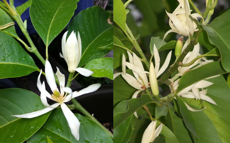 Khám phá những công dụng bất ngờ của hoa ngọc lan trong y học và đời sống