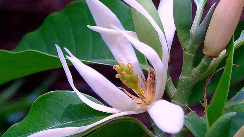 Khám phá ý nghĩa phong thủy sâu sắc của cây hoa ngọc lan trong đời sống