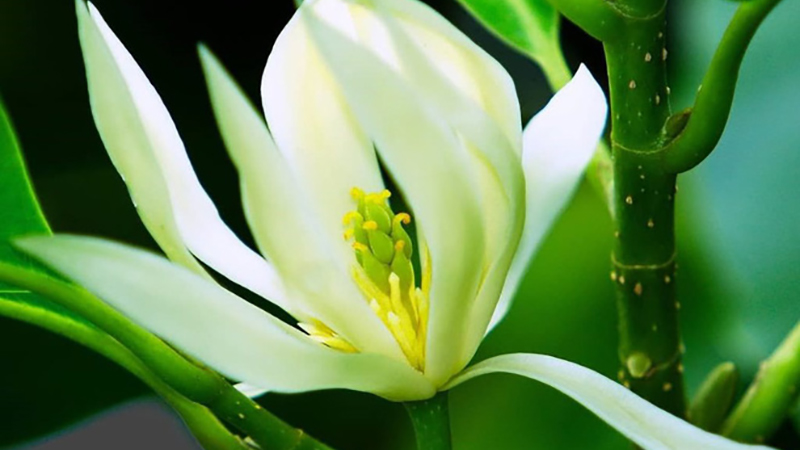 Bón phân cho hoa ngọc lan sai hoa thơm ngát