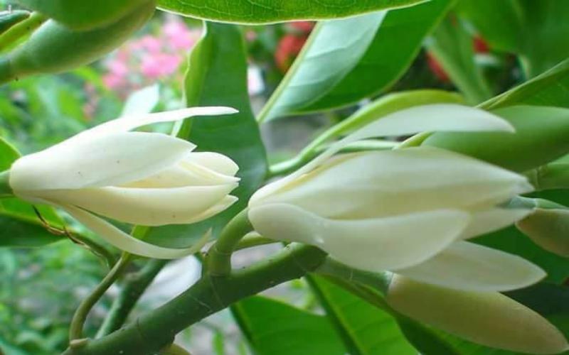 Giải đáp những thắc mắc thường gặp về hoa ngọc lan và cách chăm sóc