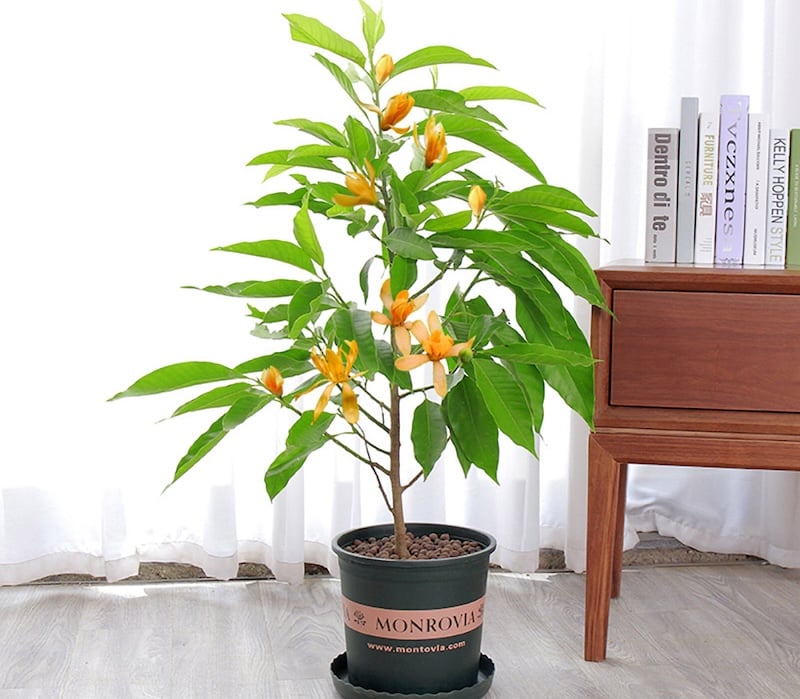 Hình ảnh hoa ngọc lan vàng hay còn gọi là Ngọc Lan ngà, Mộc Lan vàng