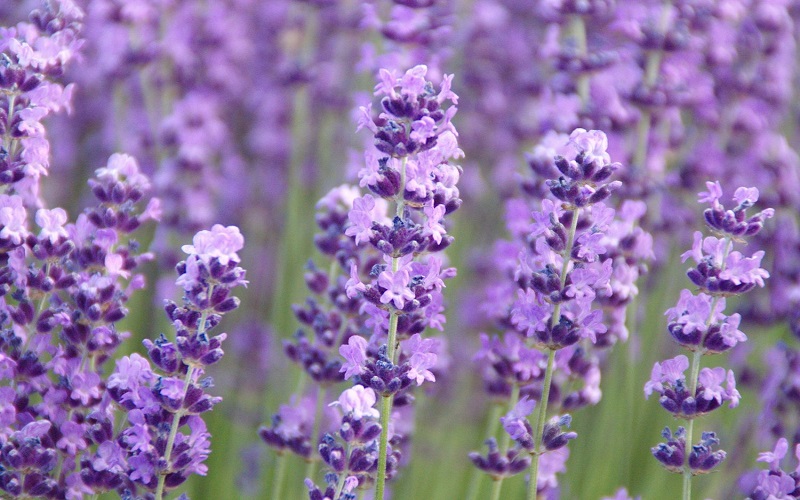 Nhận biết Spike Lavender (Oải hương gai)