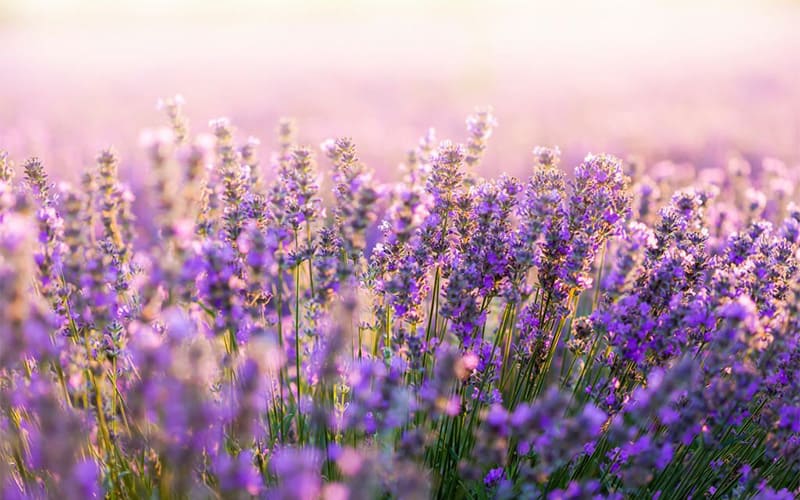 Tìm hiểu về hoa oải hương (Lavender): Nguồn gốc và đặc điểm chung