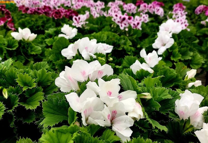 Hình ảnh hoa bướm Pansy​ quyến rũ