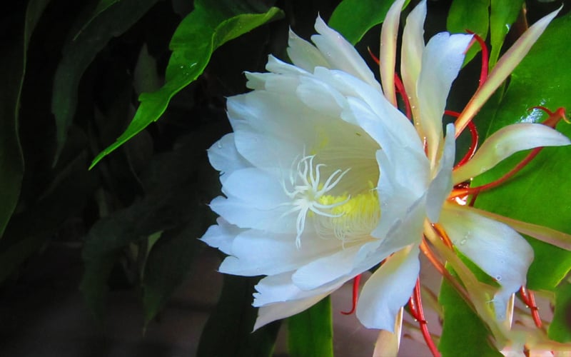 Hình ảnh hoa Quỳnh Epiphyllum Hybrids