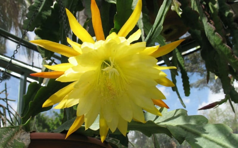 Hoa quỳnh có xuất thân từ Trung Mỹ