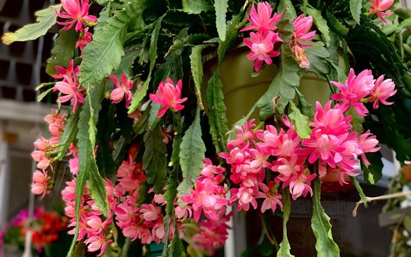 Hình ảnh Hoa quỳnh Mười Lời