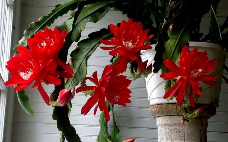 Hình ảnh Hoa quỳnh đỏ