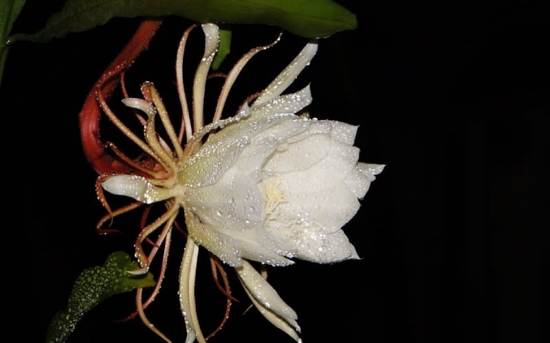 Hoa quỳnh ẩn chứa những ý nghĩa sâu sắc, đặc biệt